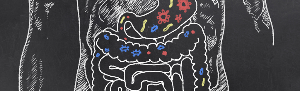 Desequilíbrio da flora intestinal afeta o sistema imunológico e a digestão? Acompanhe