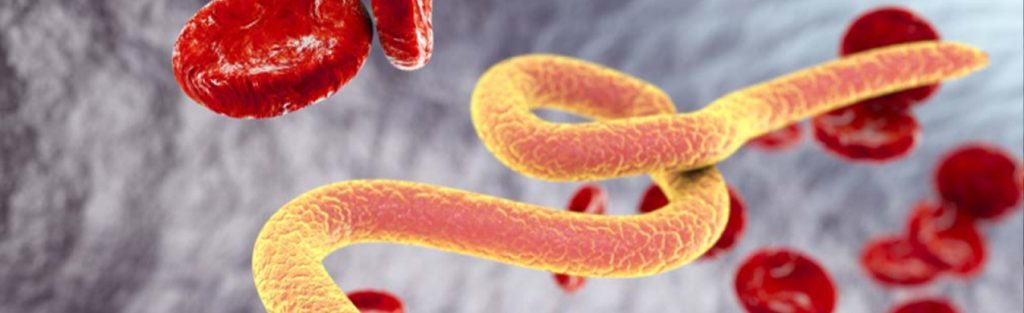 Parasitas intestinais: saiba quais são os principais