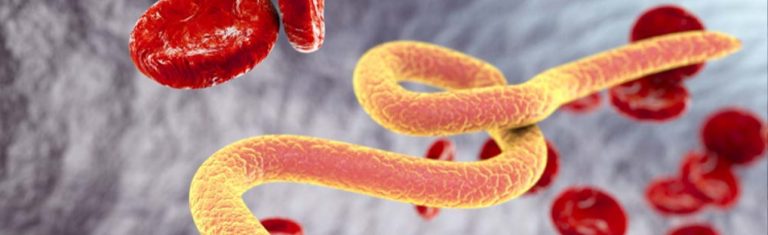 Parasitas intestinais: saiba quais são os principais